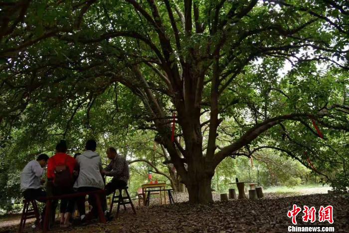 两岸文旅从业者IP观察:网红乡村的引流与持久