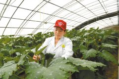 西藏农牧业的发展和农业技术不断完善