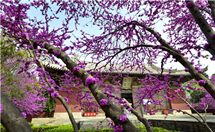 厲害!山西國保單位531處,全國第一目前,山西共有國保單位(全國重點文物保護單位)531處。其中,古遺址46處,古墓葬20處,古建筑421處,石窟寺及石刻15處,近現代及紀念性建筑28處,其他1處,數量仍傲居全國第一。