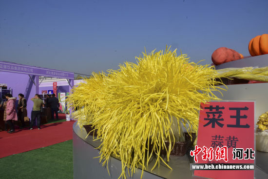 图为展会上，获得“菜王”称号的蒜黄。 张旭 摄
