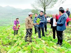 “三白一黄”为校园添美味