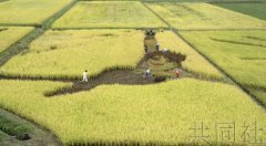羽生结弦稻田画免遭台风破坏 负责人：简直是奇