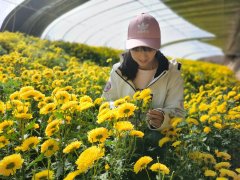 高原菊花地方生产标准发布，园林小菊在青藏高原绽放
