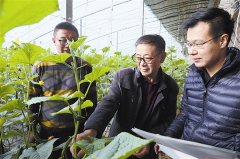 普兰店区星台街道机关干部主动进农民果菜棚送