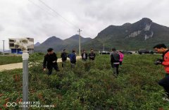 贵州省辣椒专班张钟亿到镇宁调研辣椒产业发展