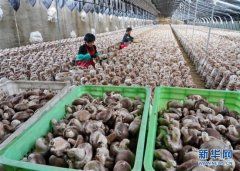 河北遵化：小蘑菇飄香富民路