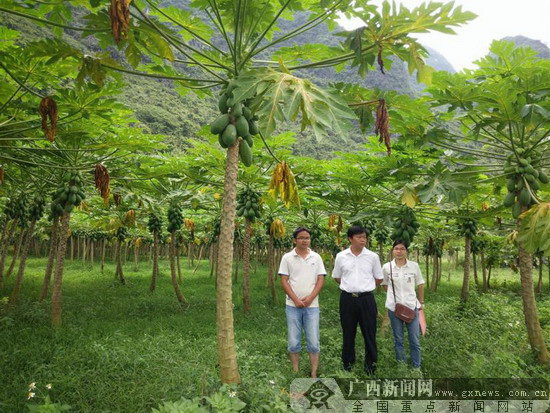 邮储银行广西区分行择重点选产业支持地方乡村振兴