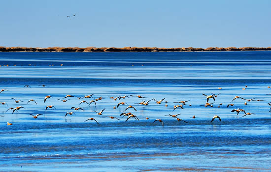 飞鸟翔集描绘盐湖生态“绿色奇迹”