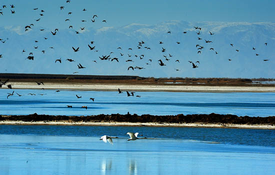 飞鸟翔集描绘盐湖生态“绿色奇迹”