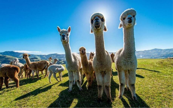 新西兰移民政策也要收紧？！龙源海外带来最新