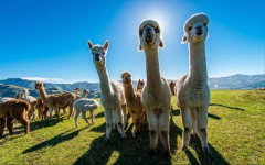 新西兰移民政策也要收紧？！龙源海外带来最新