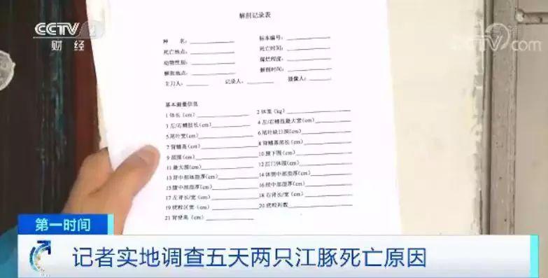 5天2只江豚死亡 实地调查水下的“黑手”到底是啥？