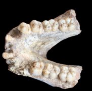跨越193万年，躲藏在巨猿化石中的蛋白质证据被找到了