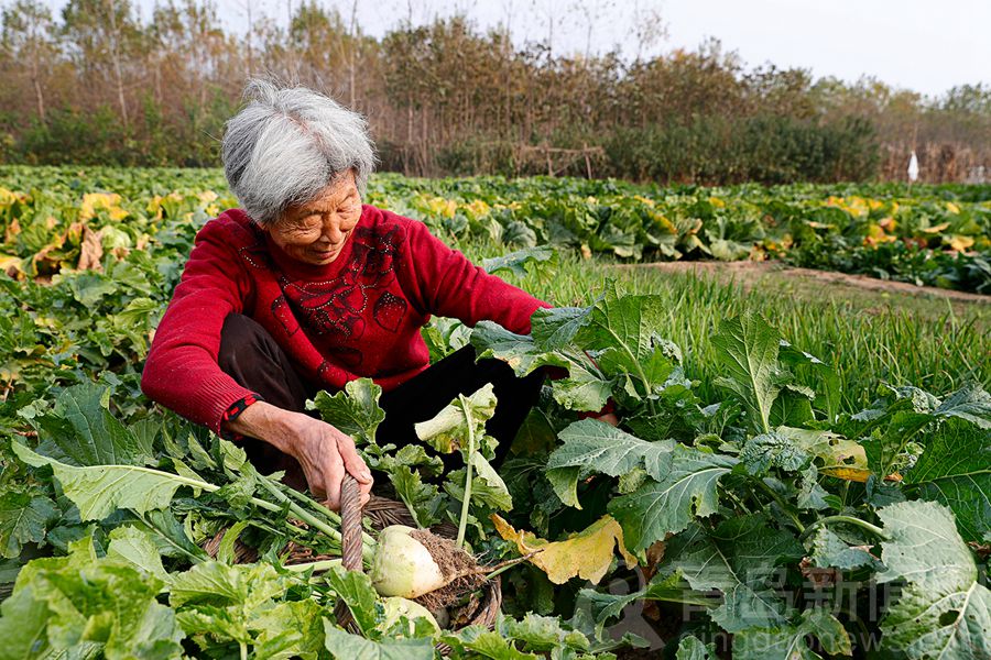 又到吃＂憋辣菜＂时令 冬日美味中有老青岛人情怀
