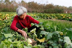 又到吃＂憋辣菜＂时令 冬日美味中有老青岛人情怀