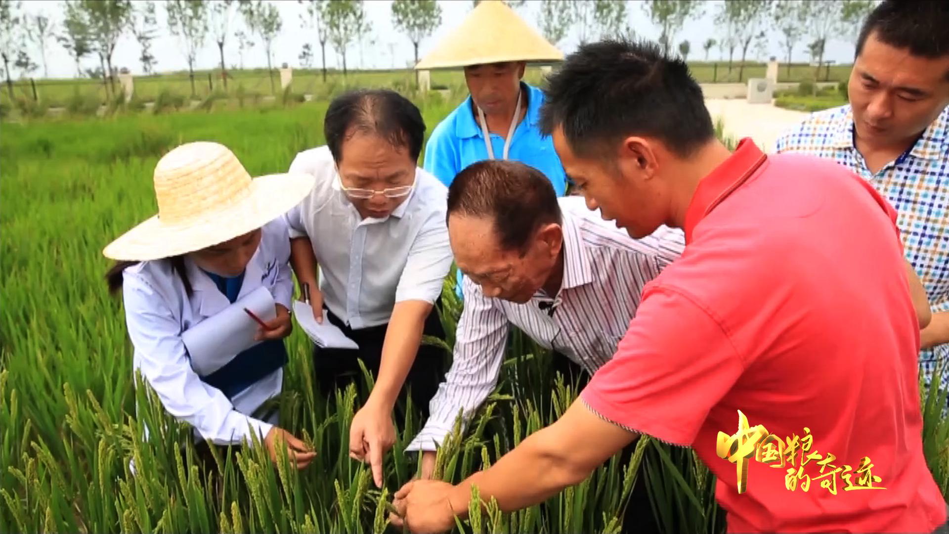 《中国粮的奇迹》第二集 | 人工智能、大数据运算、农业智能化…… 科技助力中国粮