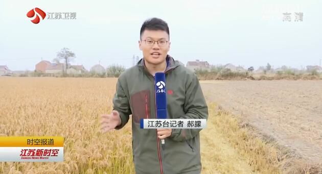 江苏大力推广优良食味水稻 良种良法创品牌 舌尖