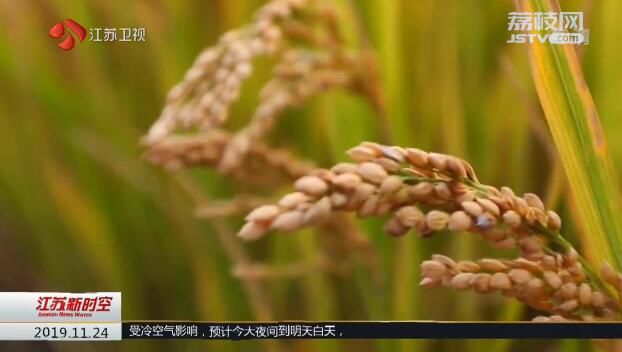 江苏大力推广优良食味水稻 良种良法创品牌 舌尖