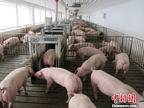 农业农村部：已取缔4471家不符要求生猪定点屠宰