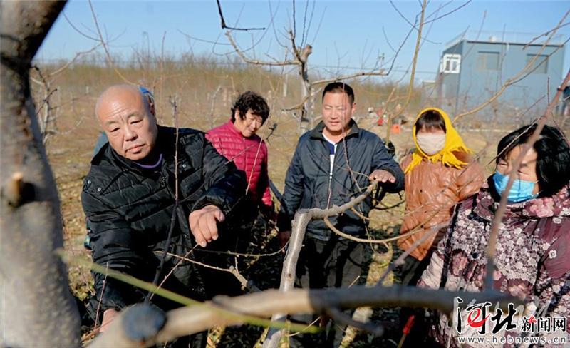 大城：发展果品产业 助力乡村振兴