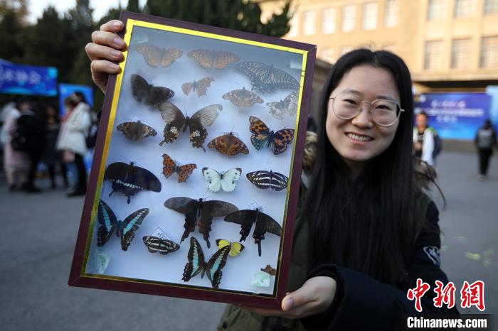 大学生展示各种蝴蝶标本。　泱波 摄