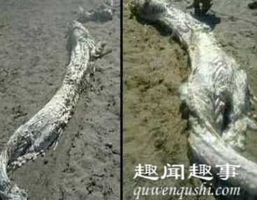 渔民出海竟打捞到4米真龙尸体 实在太恐怖了