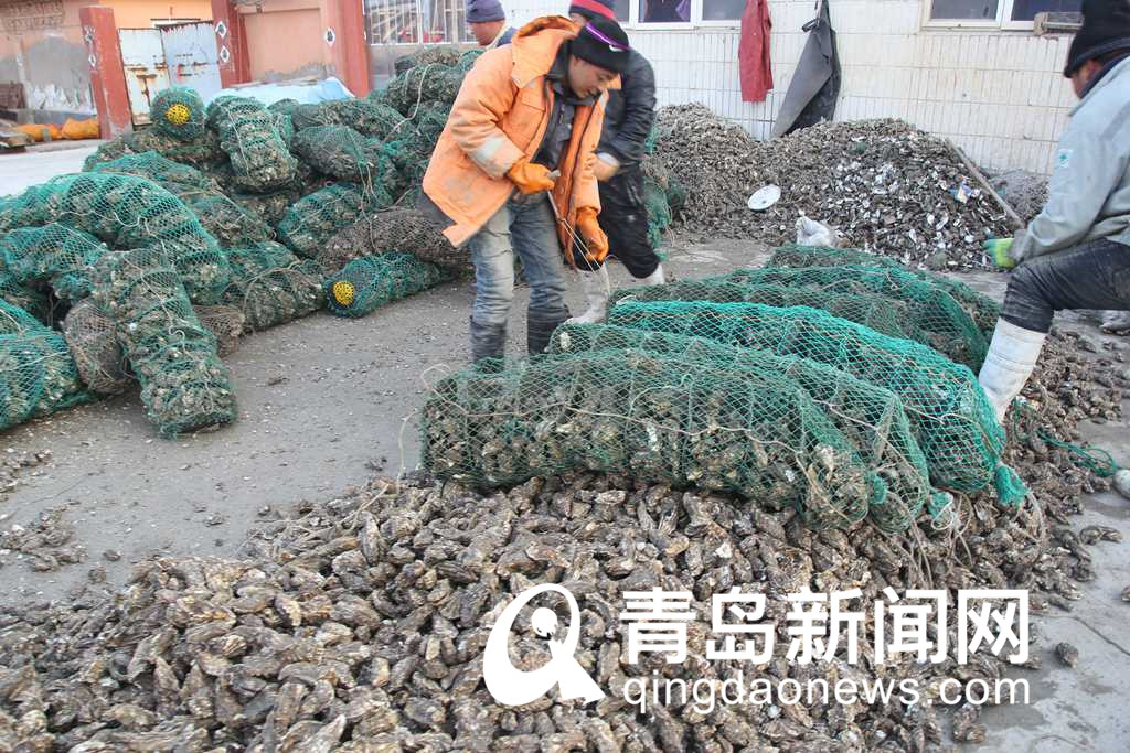 冬日美味海鲜来了 肥美海蛎子上市 批发价每斤
