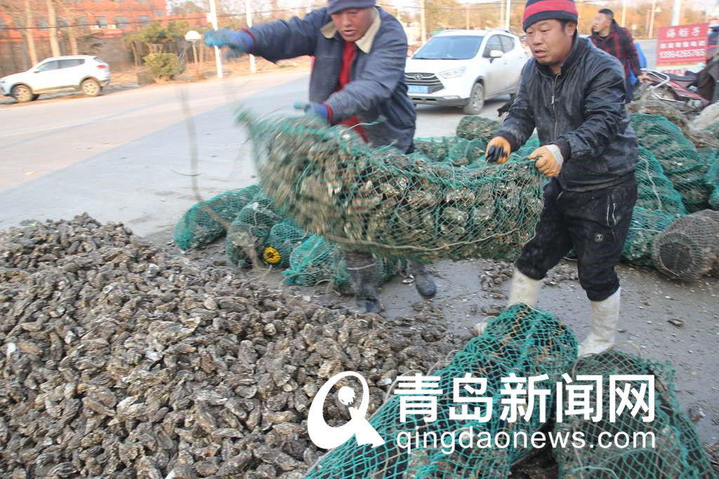 冬日美味海鲜来了 肥美海蛎子上市 批发价每斤