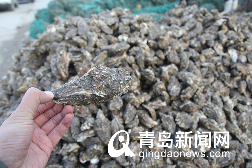 冬日美味海鲜来了 肥美海蛎子上市 批发价每斤