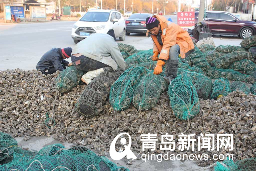 冬日美味海鲜来了 肥美海蛎子上市 批发价每斤