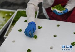 探访桂林洋国家热带农业公园科技农业