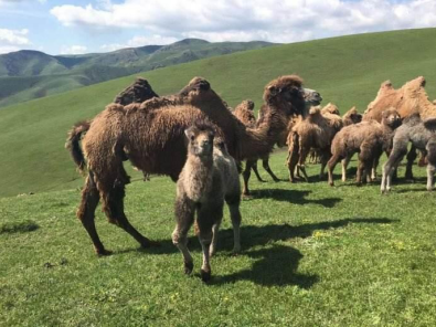 选用新疆巴里坤牧场骆驼奶源 不老奇迹驼奶粉喝出健康好生活