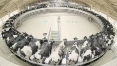 <b>中国乳制品工业协会携专家学者走进飞鹤展开调</b>