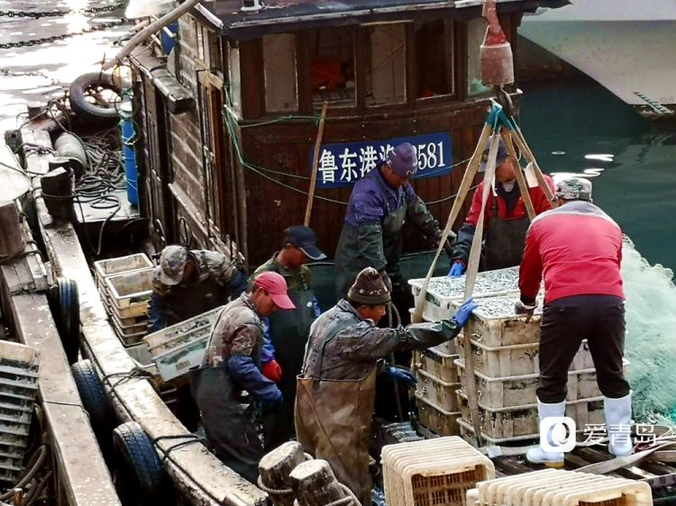 实拍冬日小港码头美味海鲜一筐筐往岸上搬