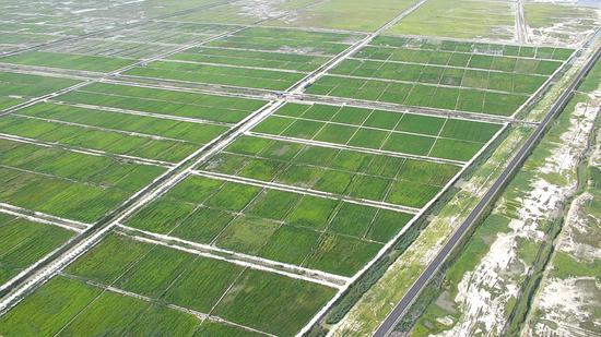 长春新区重点企业巡礼——吉林省佰强科技有限责任公司： 以智能技术赋能智慧农业