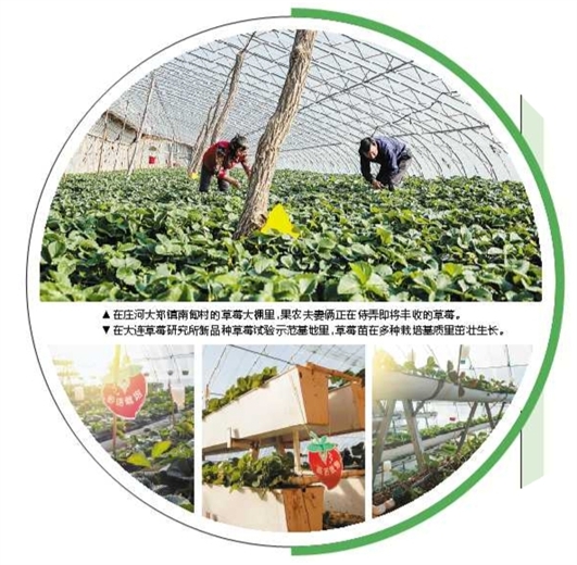 ▲在庄河大郑镇南甸村的草莓大棚里，果农夫妻俩正在侍弄即将丰收的草莓。