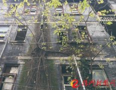 【社情民声】团结巷：住人老房树上墙 五百路：