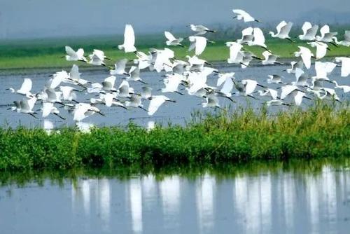 河南将在黄河沿线打造湿地公园群
