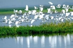 河南将在黄河沿线打造湿地公园群