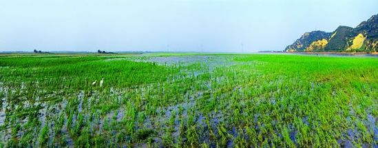 河南将在黄河沿线打造湿地公园群