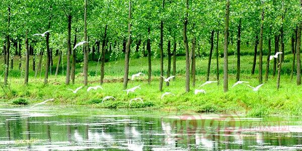 河南将在黄河沿线打造湿地公园群