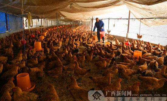 农行昭平县支行积极支持本地特色养鸡行业