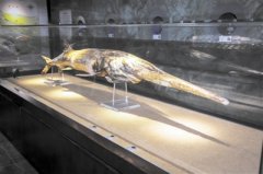 <b>避免白鲟悲剧重演 灭绝风险评估要趁早</b>