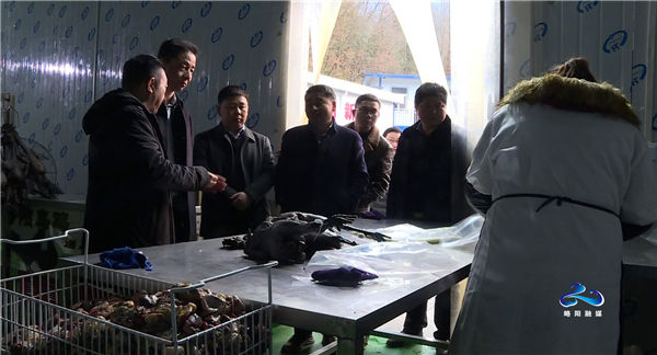 略阳县委副书记 县长范卫民调研略阳乌鸡产业推