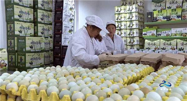 略阳县委副书记 县长范卫民调研略阳乌鸡产业推