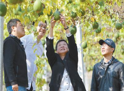 在江西省萍乡市湘东区东桥镇中院村，江西中医药大学驻村扶贫工作队成员查看瓜蒌生长情况。新华社记者 彭昭之摄