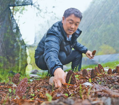 科技特派員嘎鬆羅布幫扶村民致富——把天麻種上雪域高原