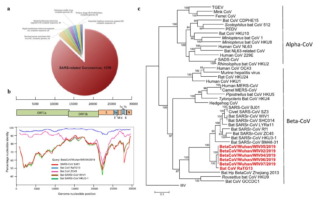 相似度96% 武汉病毒所报道新型冠状病毒或来源于蝙蝠