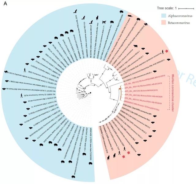 相似度96% 武汉病毒所报道新型冠状病毒或来源于蝙蝠