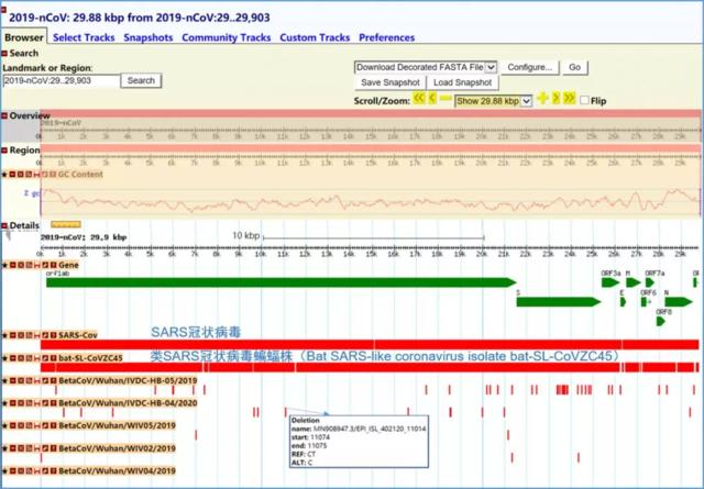 相似度96% 武汉病毒所报道新型冠状病毒或来源于蝙蝠